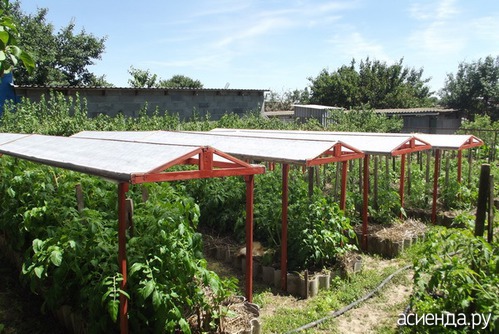 Идут дожди: крышуем помидоры с огурцами