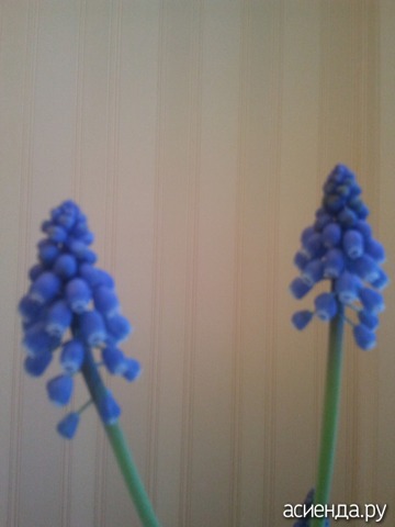 Muscari latifolium