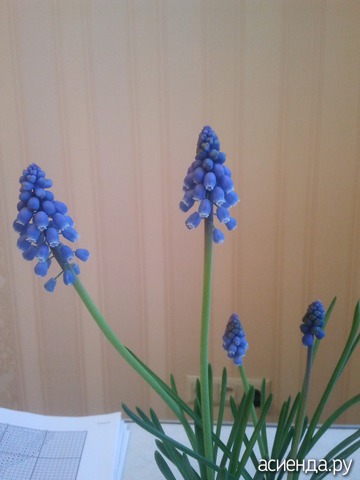 Muscari latifolium