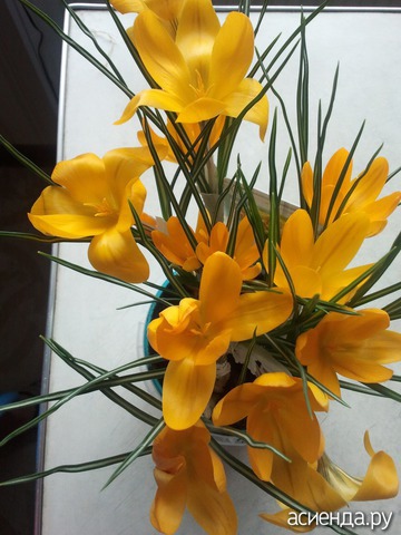 CROCUS FLAVUS GOLDEN YELLOW