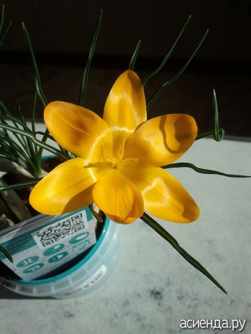 CROCUS FLAVUS GOLDEN YELLOW