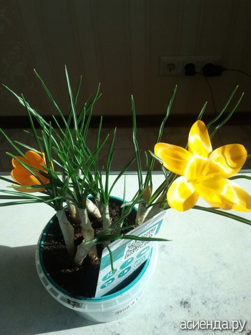 CROCUS FLAVUS GOLDEN YELLOW