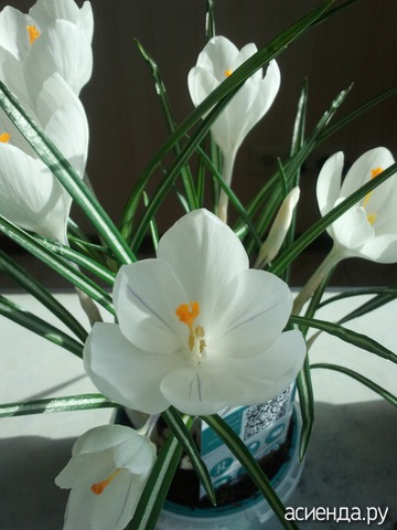 CROCUS VERNUS JEANNE D'ARC