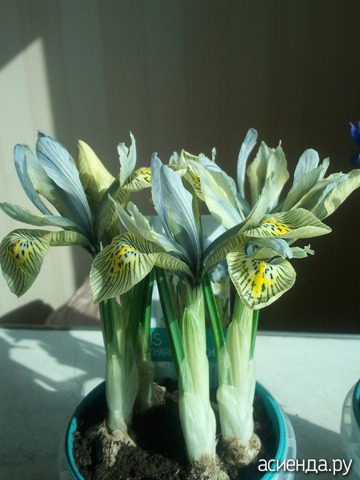 Iris Katharine Hotchkin