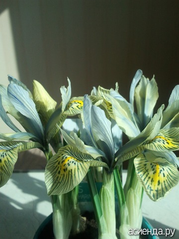 Iris Katharine Hotchkin