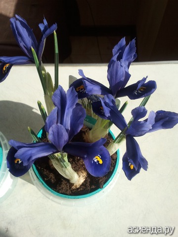 Iris reticulata Harmony