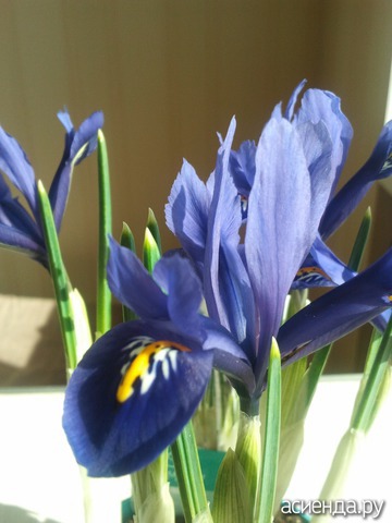 Iris reticulata Harmony