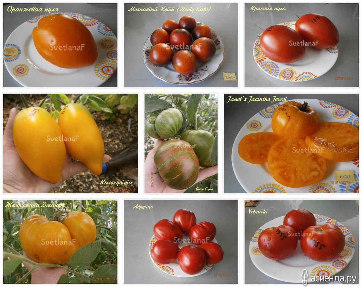 Витамины от Марины каталог томатов