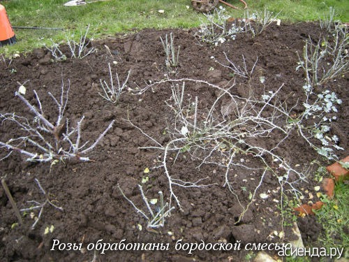 Плодовые кустарники для средней полосы россии фото с названиями