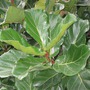 ? ? (. Ficus lyrata),      (Moraceae).