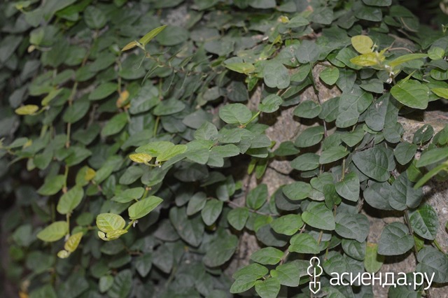   (. Ficus hederacea)