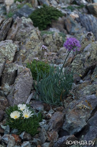   ( Allium senescens) 'Blue Eddy'