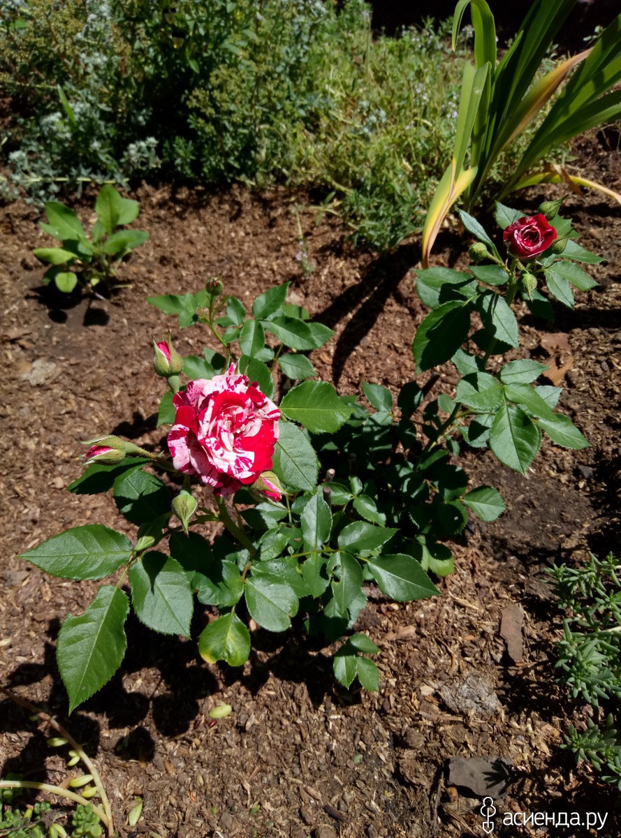 Роза миниатюрная Дюймовочка