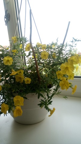 Calibrachoa Yellow