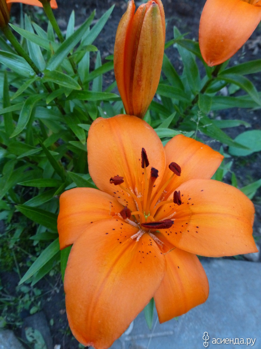 Лилии оранжевые сорта с фото и названиями
