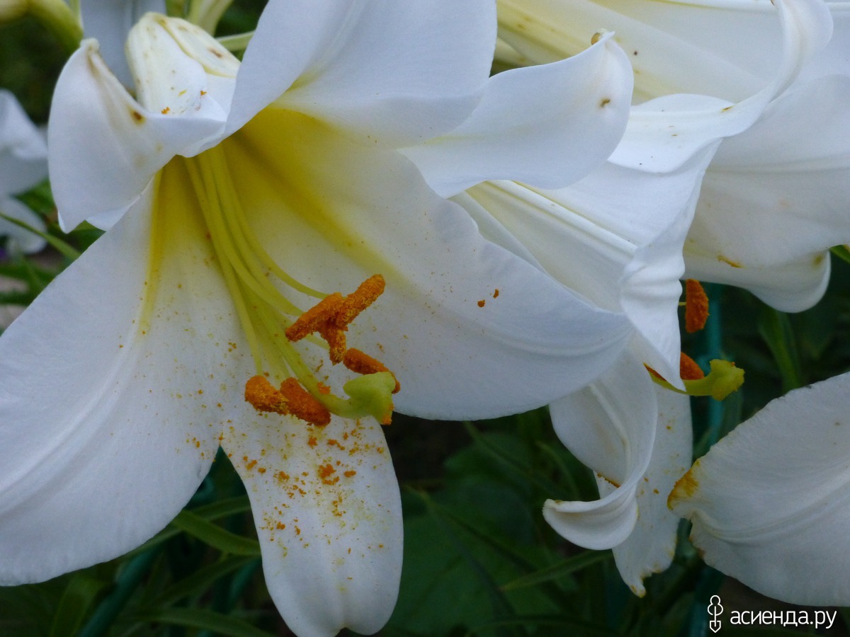 Королевская лилия фото. Лилия Регале Королевская. Лилия Королевская (Lilium Regale). Лилия Регале альбум. Лилия Королевская белая трубчатая.