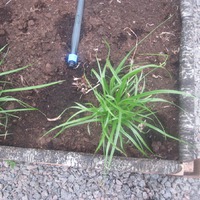  = (Cyperus esculentus) = 