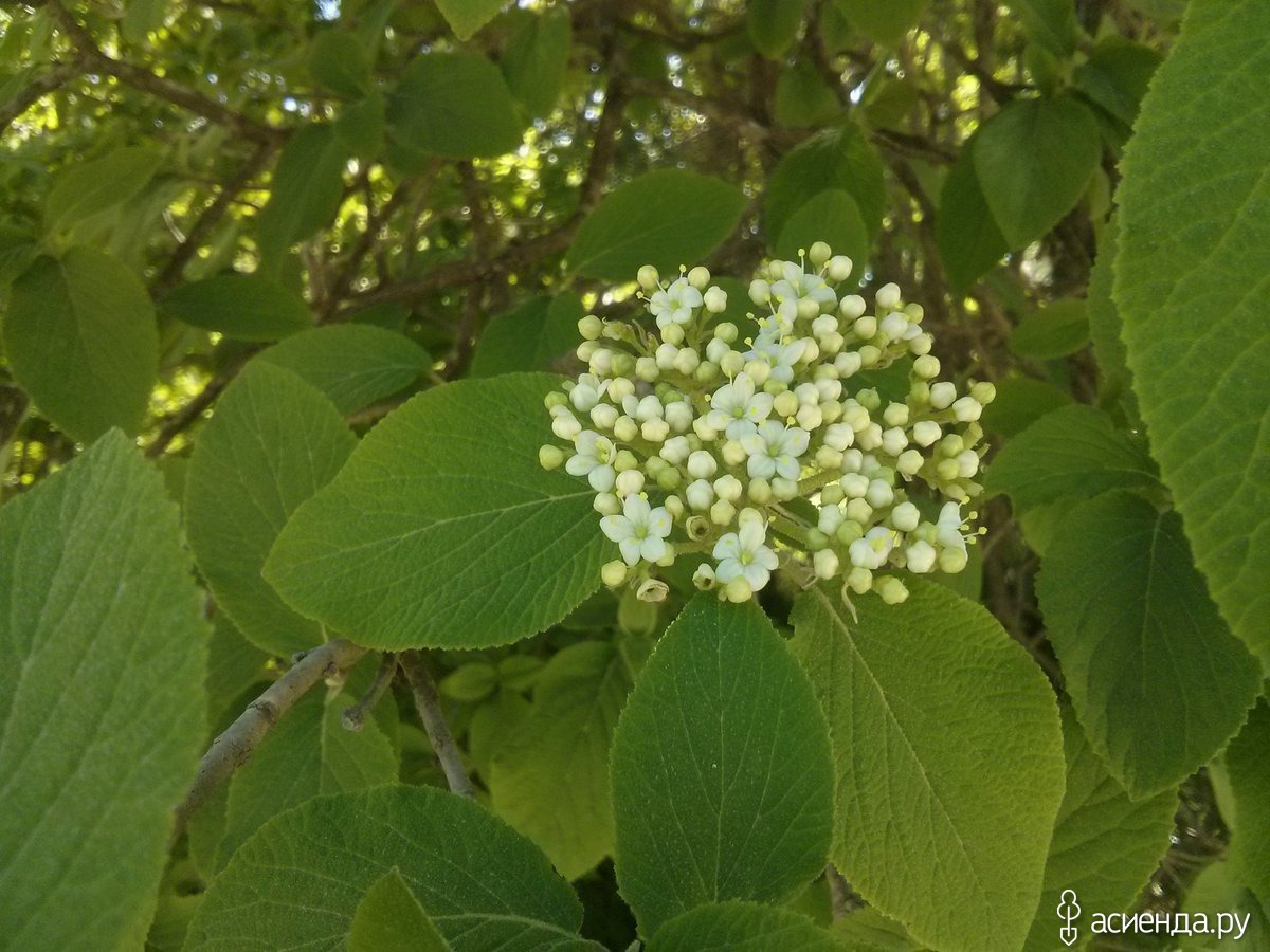 Калина гордовина соцветия