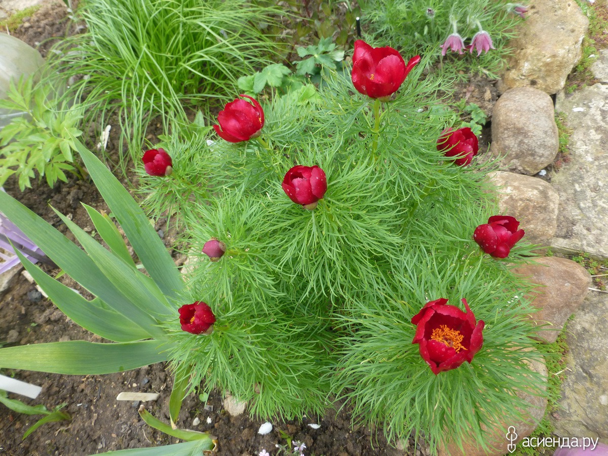 Paeonia tenuifolia Lovely Edda