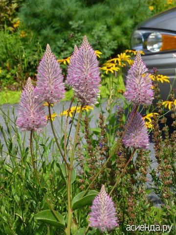 Ptilotus Exaltatus