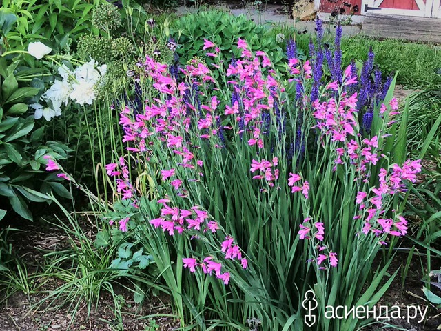   (Gladiolus communis ssp byzantinus)