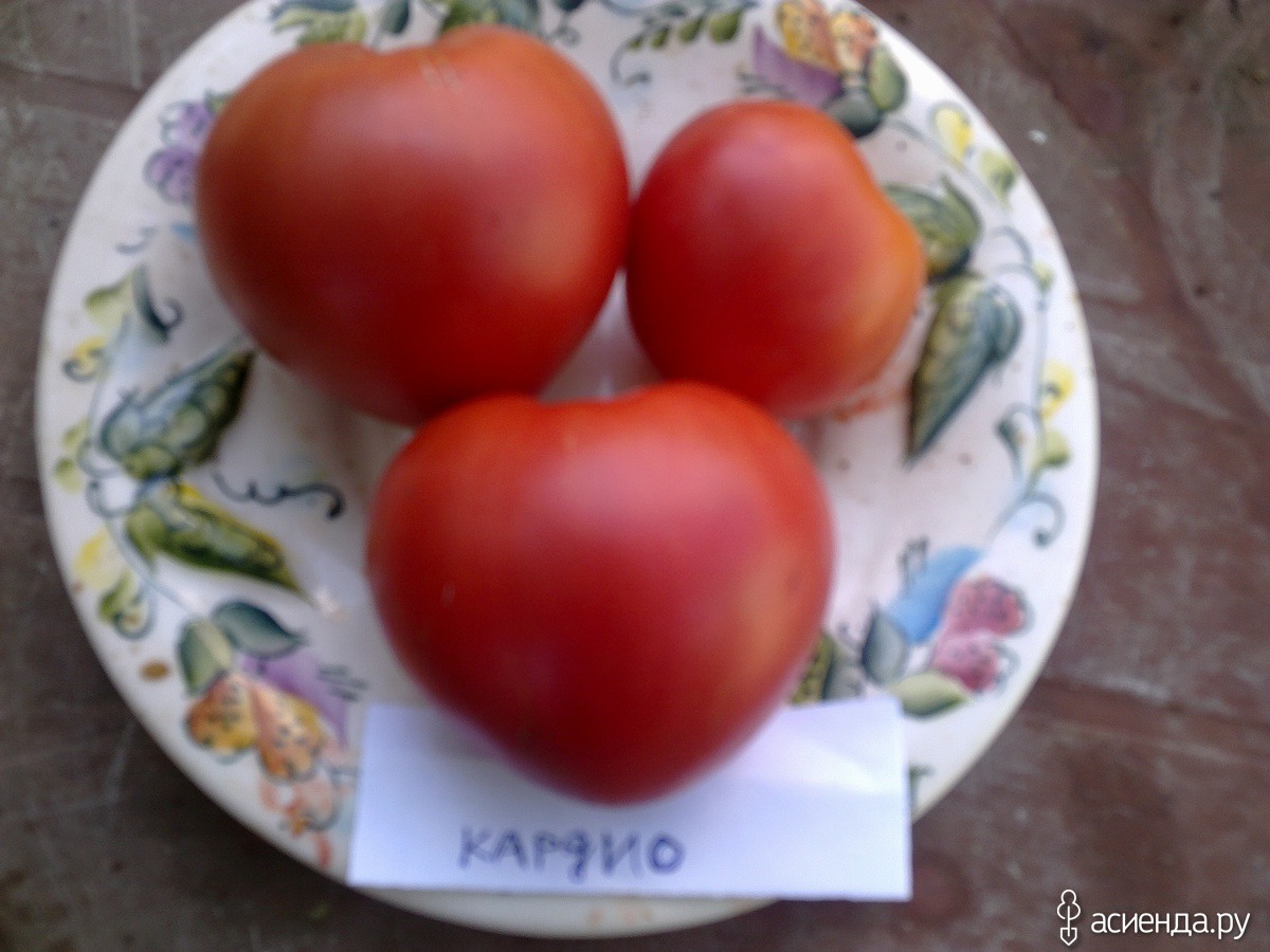 Серия томатов истинный Север