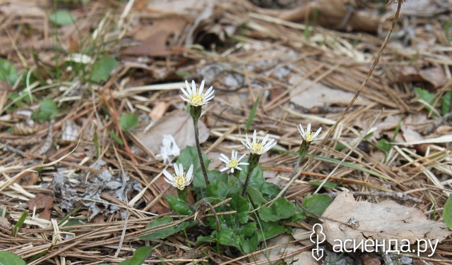   (Leibnitzia anandria)