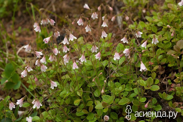   (Linnaea borealis)