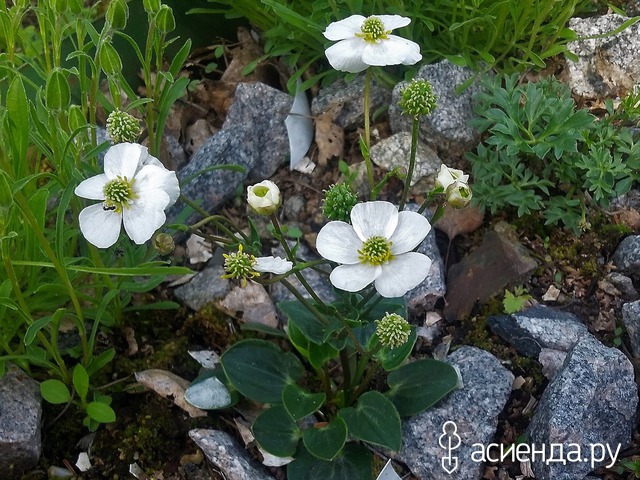  ,  (Ranunculus parnassifolius)