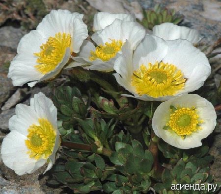   (Ranunculus sequieri)