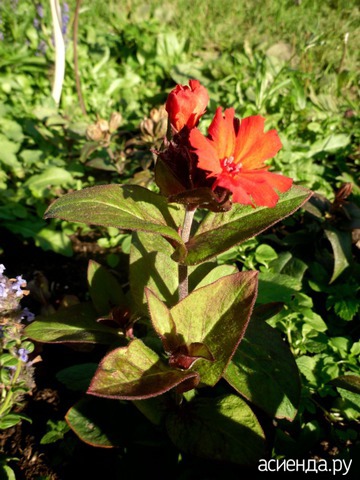   (Lychnis haageana)