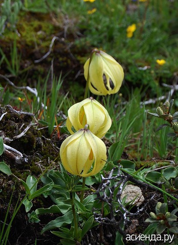  (Lilium lophophorum)