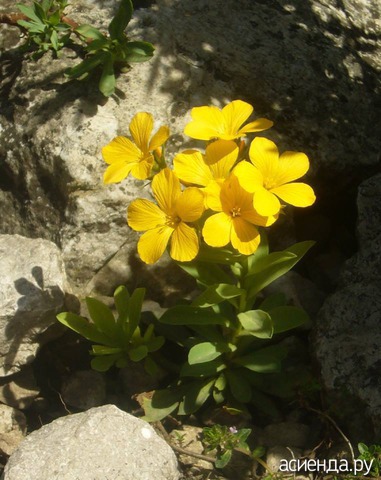   (Linum capitatum)