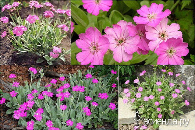   (Lychnis flos-jovis)  'Nana Peggy'.