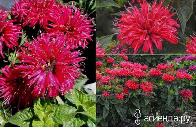  (Monarda) Pardon My 'Cerise'.