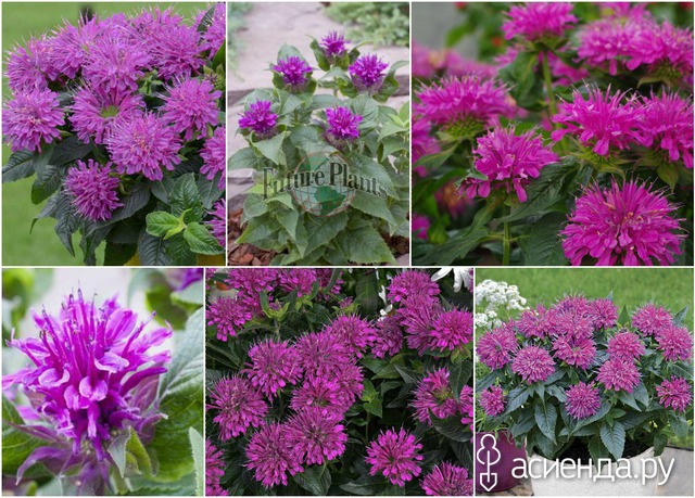   (Monarda hybride) 'Purple Lace'