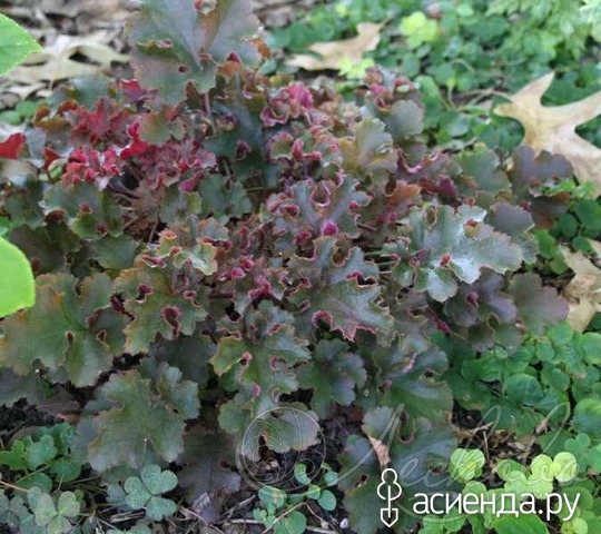  (Heuchera `Crimson Curis`)