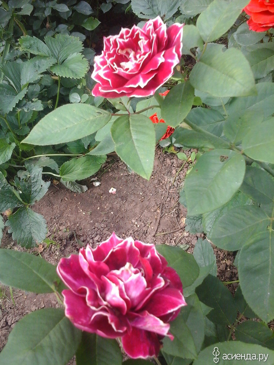 Розы барон жиро де лен фото