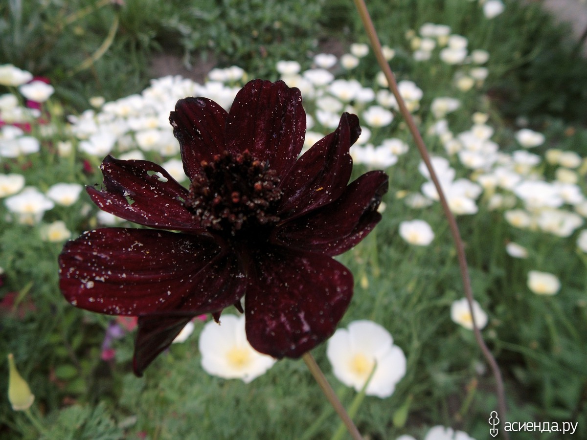 Cosmos atrosanguineus