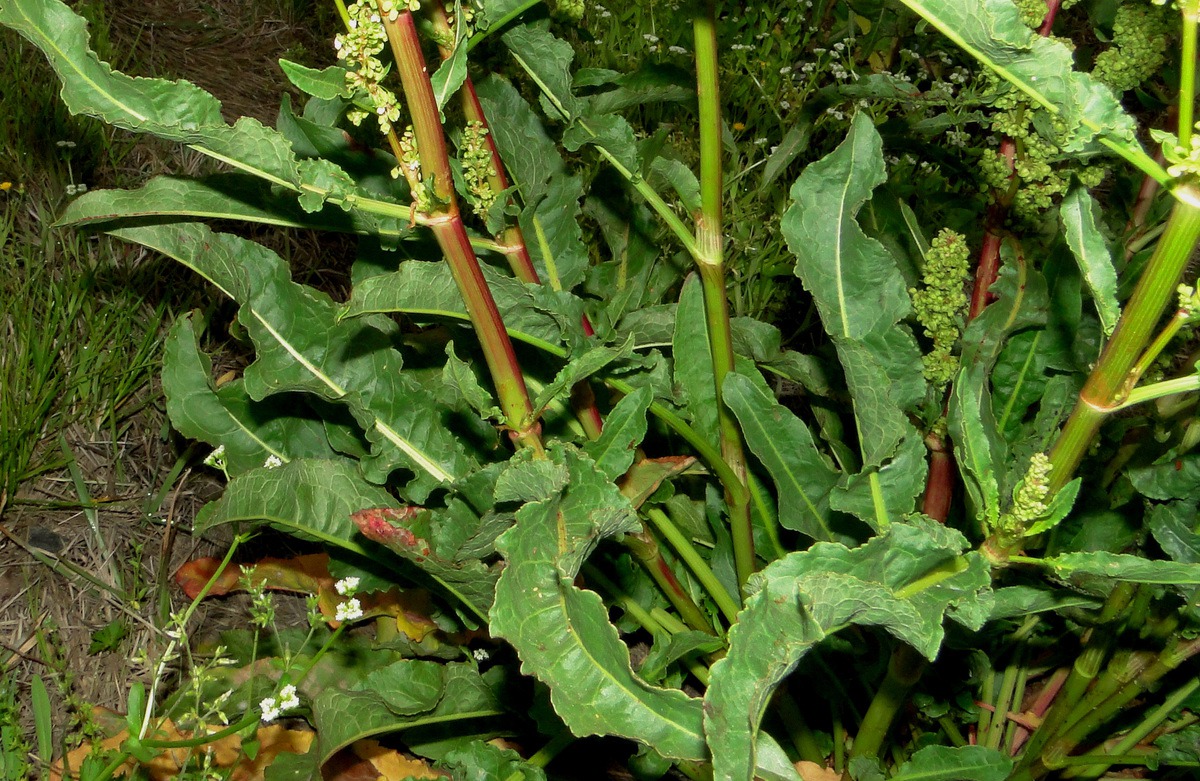 Щавель матка. Щавель курчавый Rumex crispus. Щавель курчавый сорняк. Щавель курчавый (Rumex crispus l.). Кудрявый щавель.