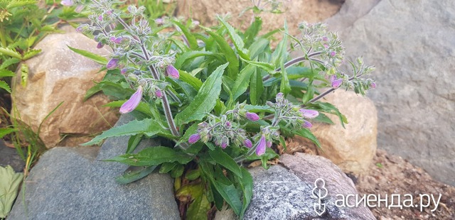   - Penstemon hirsutus v.pygmaeus