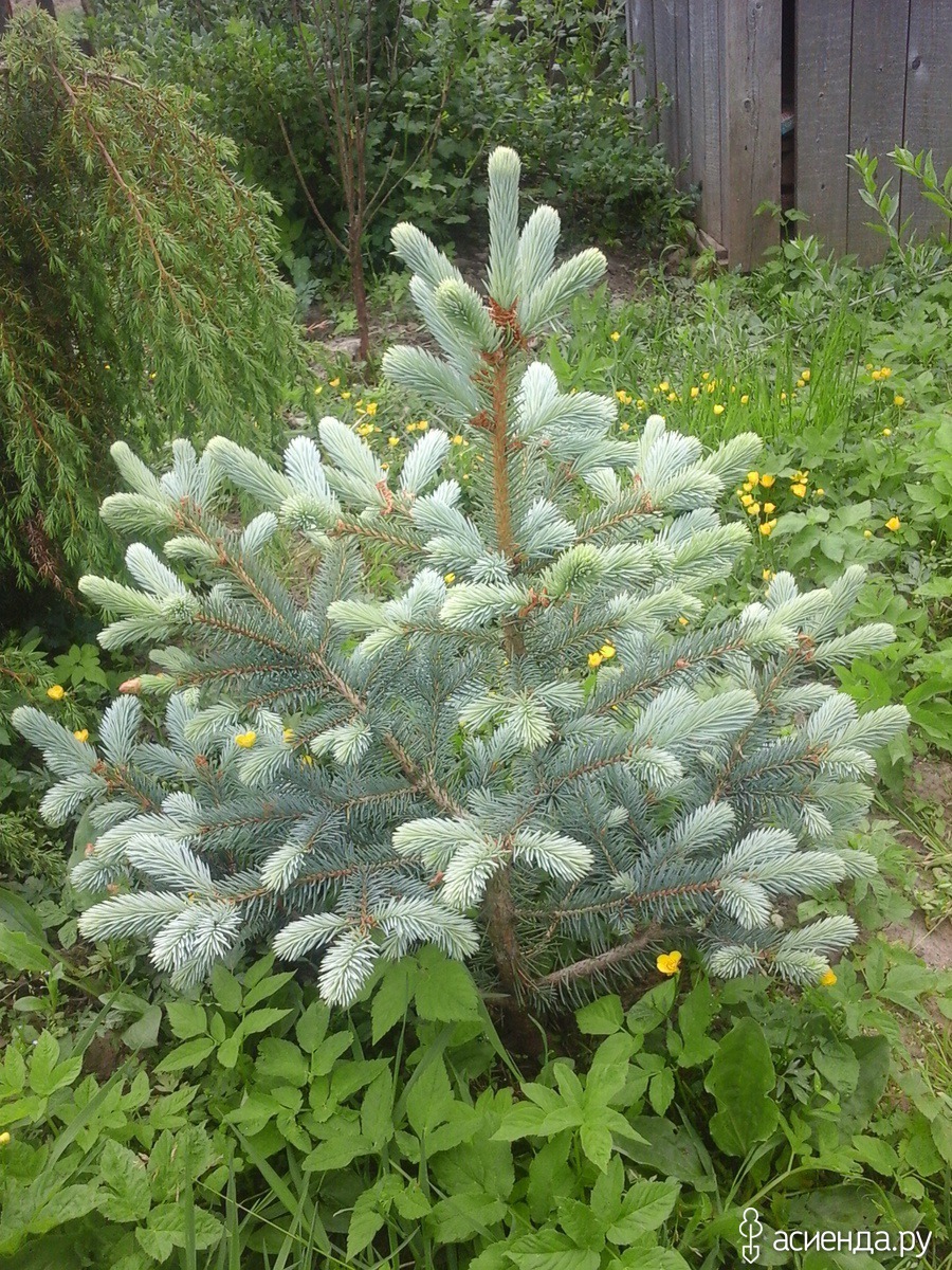 Ель колючая белобок. Ель колючая Bialobok. Ель колючая "Bialobok" (Белобок). Ель колючая (голубая) Белобок.