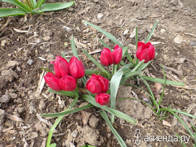 Tulipa humilis Lilliput