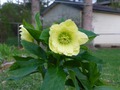 Helleborus Golden Lotus