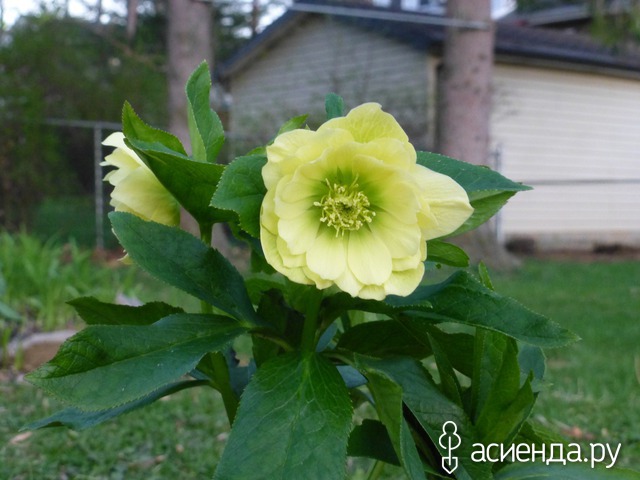 Helleborus Golden Lotus