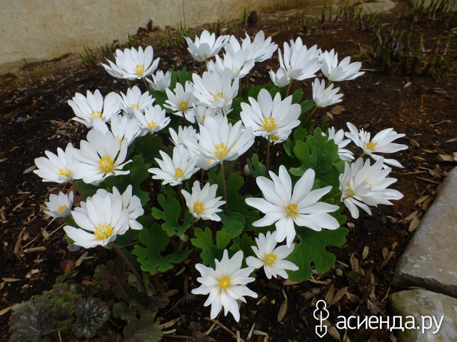 ,      &quot;Bloodroot&quot; ( )