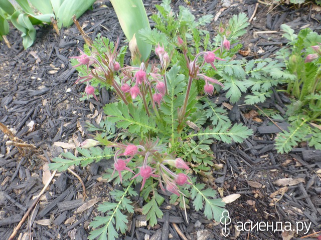 Geum triflorum