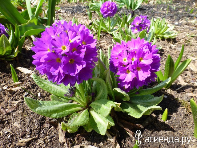 Primula denticulata