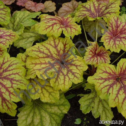 Silene uniflora 'Druett's Variegated'