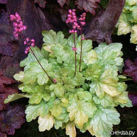 heuchera havana-qpr